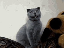 He'S All Smiles!! This Isn'T At All Creepy Or Anything.. GIF - Cats Cute Funny GIFs