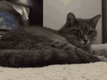 Wink Cat GIF - Wink Cat GIFs