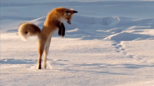 fox-jump.gif