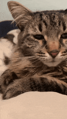 tired-cat.gif