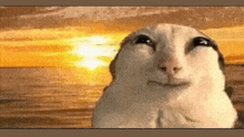 a close up of a cat 's face with the sun behind it .