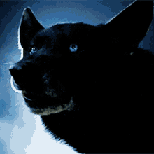 Wolf Wolf With Blue Eyes GIF - Wolf Wolf With Blue Eyes Werewolf GIFs