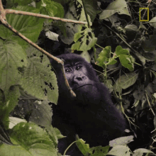 Eating Close Gorilla Encounter GIF