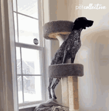 Struggling The Pet Collective GIF - Struggling The Pet Collective Cant Climb GIFs