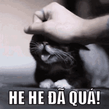 Mèo, Mátxa, đãquá, Massage, Vui, Cười, Hahaha, Lol GIF - Cat Massage So Good GIFs