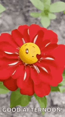 Good Afternoon Love GIF - Good Afternoon Love Flower GIFs