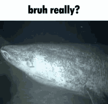 Bruh Really GIF - Bruh Really Question GIFs