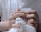 Latte Cat GIF - Latte Cat Attack GIFs