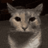 a close up of a cat 's face with a black background .