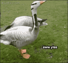 Duck Aw Yiss GIF