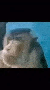 a close up of a dolphin swimming in a pool .