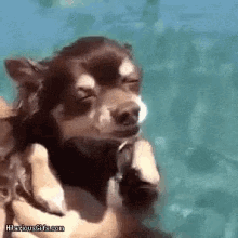 Relaxed Chihuahua GIF - Relaxed Chihuahua Puppy GIFs