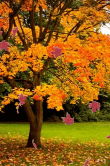 Autumn GIF - Autumn GIFs