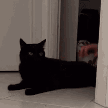 Reverse Cat Black Cat GIF