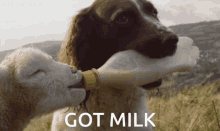 friends sheep dog caring milk