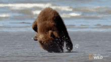 Bear Wipe Out GIF - Bear Wipe Out Baby Bear GIFs