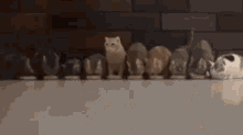 Cat Lookout GIF - Cat Lookout Gunshot GIFs