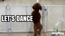 Lets Dance Dance GIF - Lets Dance Dance Dog GIFs