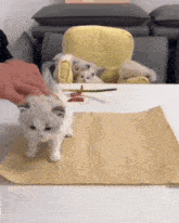 White Cat Burrito GIF - White Cat Burrito GIFs