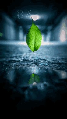 Leaf GIF - Leaf GIFs