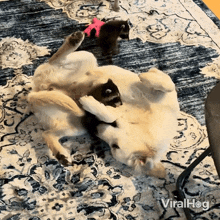 Dog Playing With Baby Racoon Viralhog GIF - Dog Playing With Baby Racoon Dog Racoon GIFs