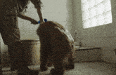 a man washing a dog in a bathroom with a blue brush