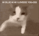 Ollie Cat GIF - Ollie Cat Hi Ollie GIFs