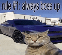 Boss Cat GIF - Boss Cat Car GIFs