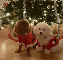 costume christmas dogs cavalier bichon frise