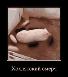 a picture of a pig laying in the mud with a caption in russian