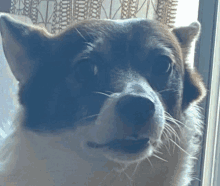 Dog Scared GIF - Dog Scared GIFs