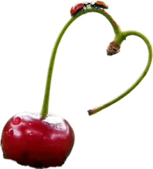 Cherry Red Cherry GIF - Cherry Red Cherry Cherry W Stem GIFs
