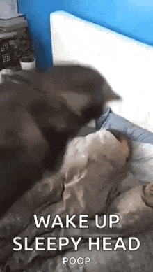 a cat is laying on a bed with a person .