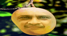 Mango GIF