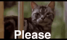 Please Monty GIF - Please Monty Cat GIFs