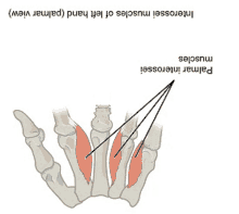 Mittelfinger Muskeln GIF