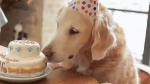 dog-birthday.gif