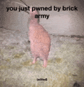 Brick Brick Army GIF - Brick Brick Army Pwned GIFs