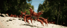Crab Rave Animation GIF - Crab Rave Animation Sand GIFs