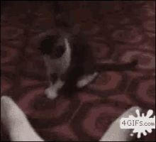 Cat Dance Wobble GIF - Cat Dance Wobble GIFs