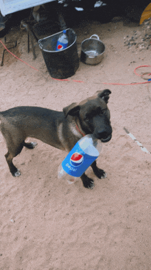 Dog Drinking GIF - Dog Drinking Pepsi GIFs