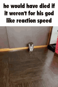 God Like Reaction Speed Reflex GIF - God Like Reaction Speed Reflex Cat GIFs
