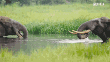 Elephants Water GIF