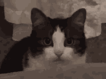 Sushichaeng Stan Twitter GIF - Sushichaeng Stan Twitter Cat GIFs