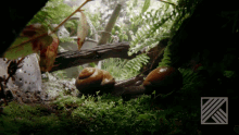 a snail is crawling on a mossy surface in a dark forest