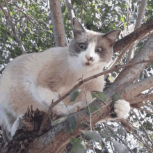 Cat Kittie GIF - Cat Kittie Surprised GIFs