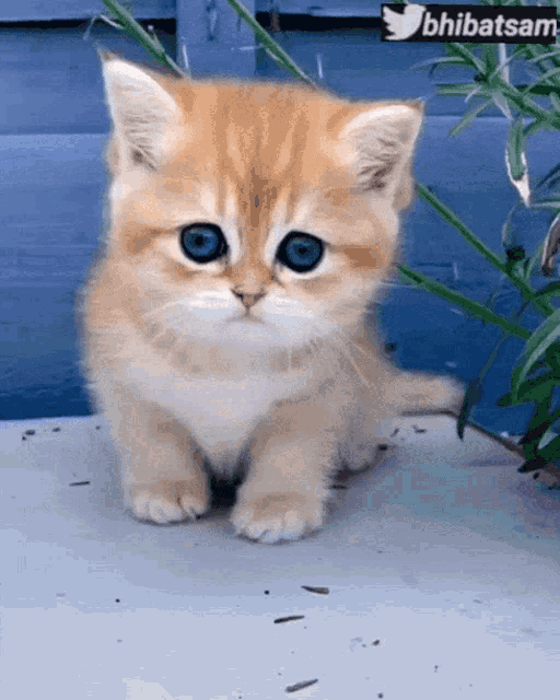 Bhibatsam Cute Cat GIF - Bhibatsam Cute Cat Looking GIFs
