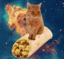 Cat Taco GIF - Cat Taco Space GIFs