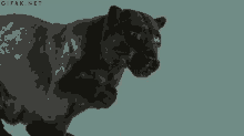 Panther Black GIF - Panther Black Cat GIFs