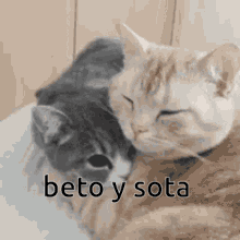 Cats Love Betv GIF - Cats Love Betv Sota GIFs
